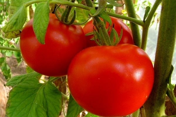 les buissons de tomates Brother 2 f1