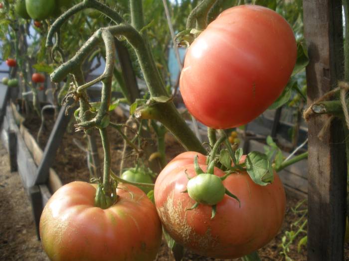 buisson de tomates Barmaley