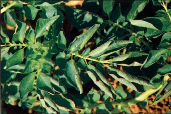 leaves curl