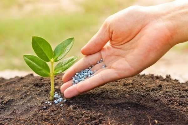 sprouted vegetable