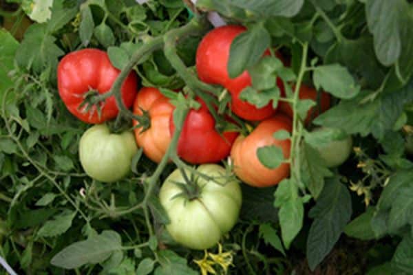 buissons de tomates Orlets