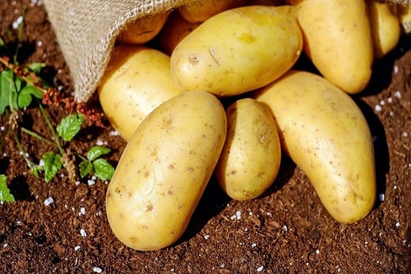 potato harvest