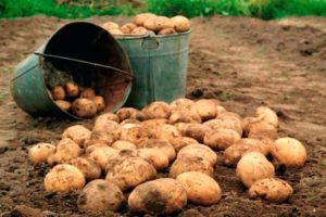 Comment augmenter le rendement de la pomme de terre à partir de 1 hectare dans le jardin potager?