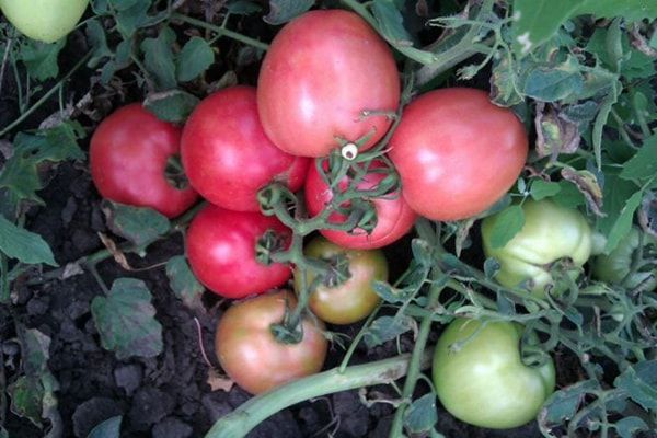 tomato pink angel in the garden