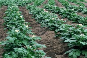 Abonos minerales, superfosfatos y remedios caseros para la alimentación foliar de patatas