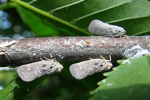 fight leafhoppers