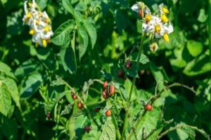 Description of potato pests, treatment and control