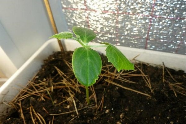 sheltering plants