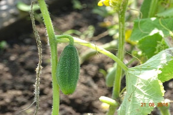 one cucumber