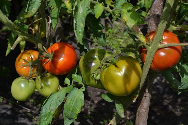 tomato helang di ladang terbuka