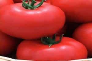 Penerangan mengenai varieti, penanaman dan hasil tomato Jaguar