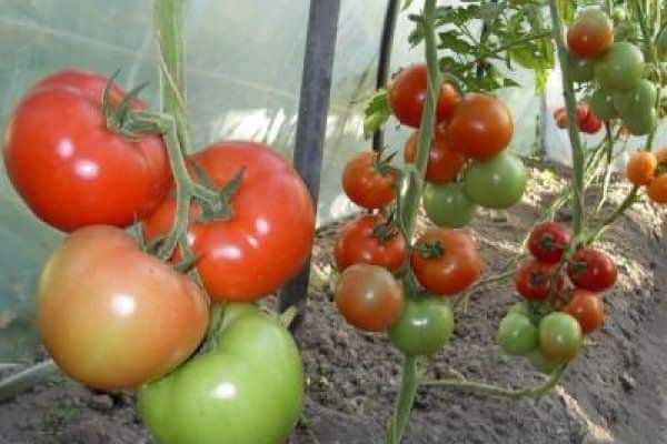 tomatoes in the greenhouse