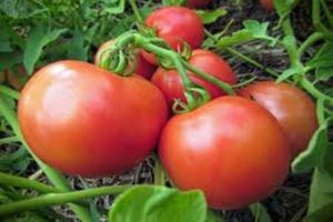 Description of the Yana tomato variety, cultivation features and yield