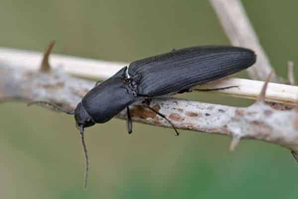 escarabajo gusano de alambre