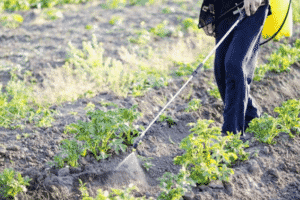 Instructions for using the remedy for the Colorado potato beetle Beetle-eater