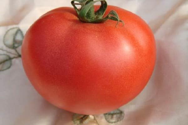 penampilan tomato wal