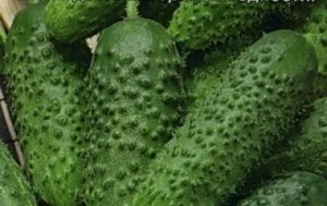 Description of the variety of cucumbers Khabar, its characteristics and cultivation