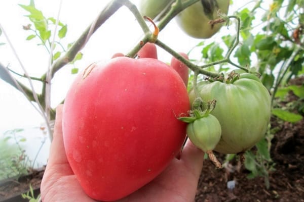 buissons de tomates