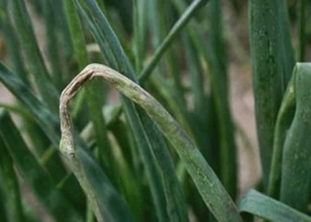 les oignons du jardin ont des plumes blanches