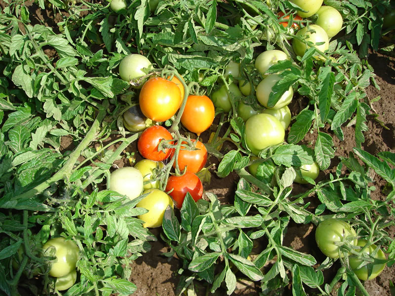 Mascotte de tomates