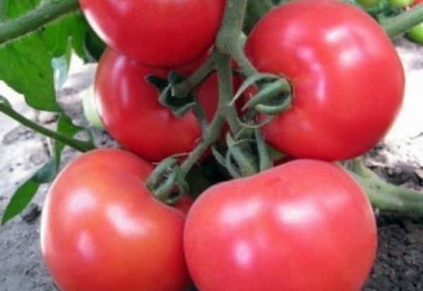 Samouraï de tomate dans le jardin