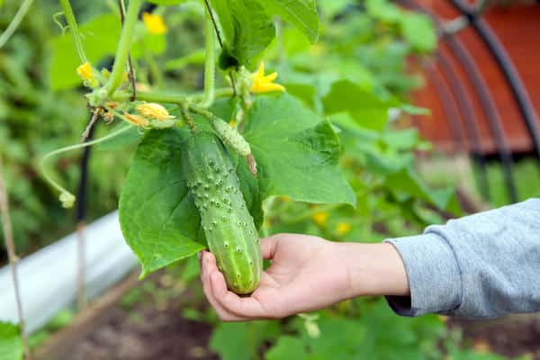 fille tenant un buisson de concombre