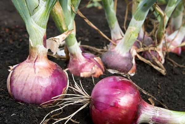 Purple onion in the garden