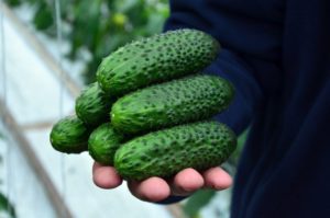 Description of SV 4097 CV f1 cucumbers, growing and caring for them