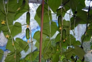 Description of the variety of cucumbers Balcony Miracle, features of cultivation and care