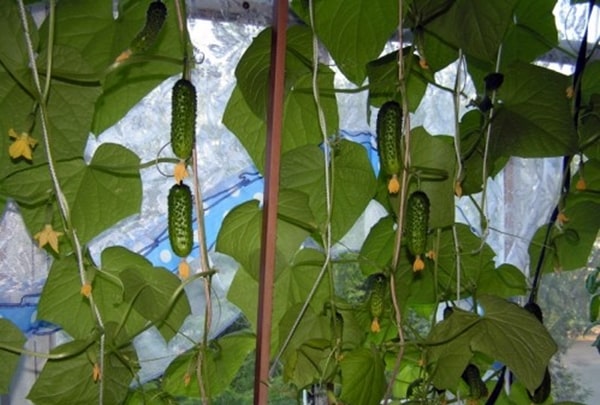 cucumber bushes Balcony Miracle