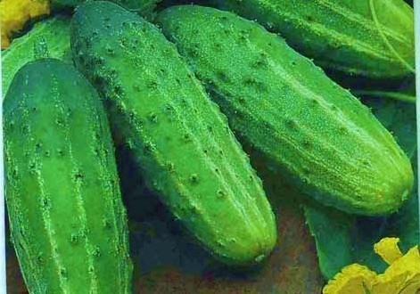 mirada de pepino de granjero