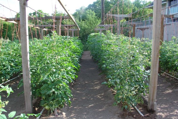 tomatoes on a trellis