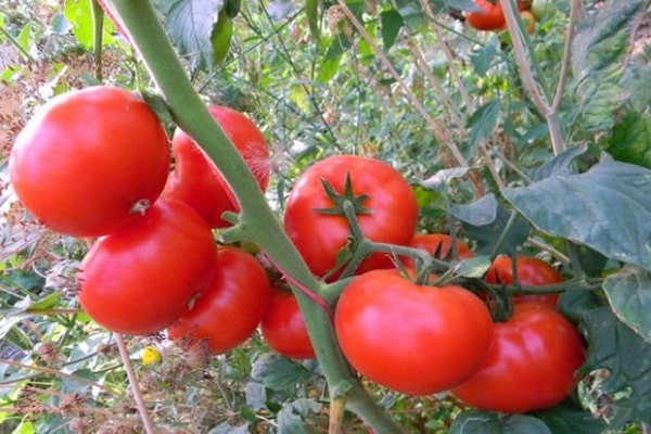 tomate feutrée en plein champ