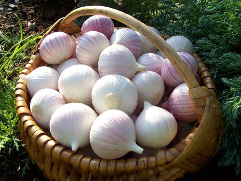 Une gousse d'ail dans un panier