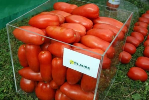 Tomates Aydar dans une boîte