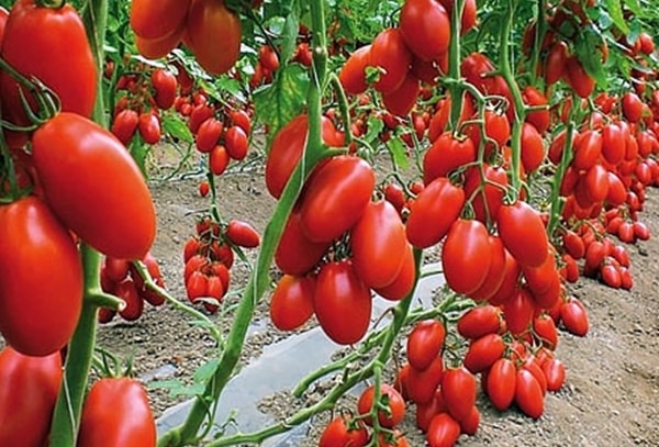 tomates, animal de compagnie du destin