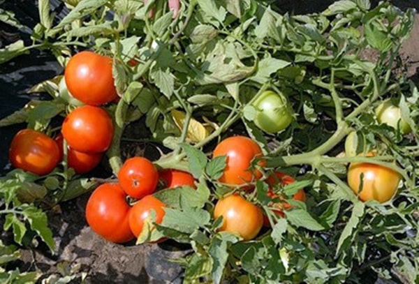 les buissons de tomates Townsville F1