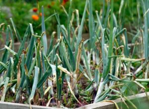 Pourquoi les plumes d'oignon sont-elles devenues blanches dans le jardin et que faire?