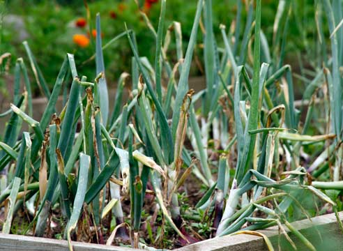 onion disease in the open field