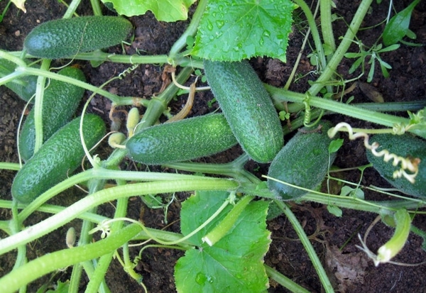 cucumber bushes salinas