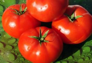 Penerangan mengenai varieti tomato Townsville, ciri penanaman dan penjagaan