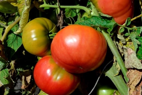 tomato bushes red buffalo