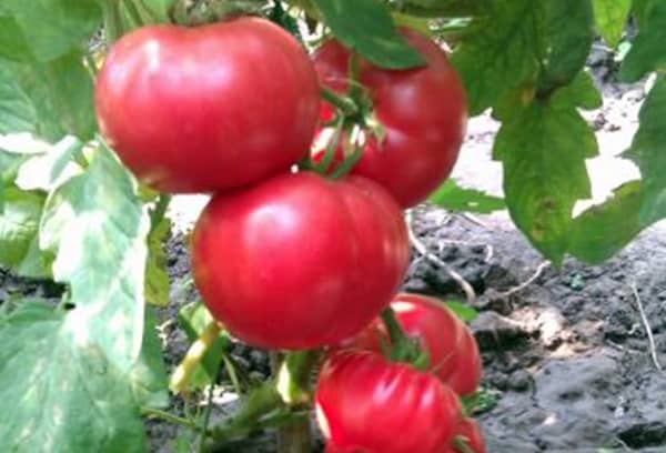 buissons de tomates samouraï