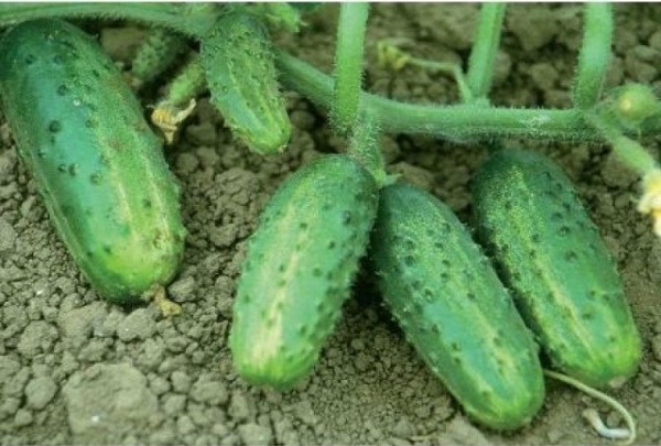 cucumber bushes Farmer