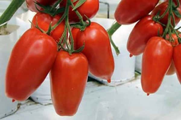 appearance of tomato Aydar