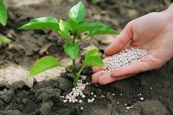 fertilisation avec des engrais minéraux