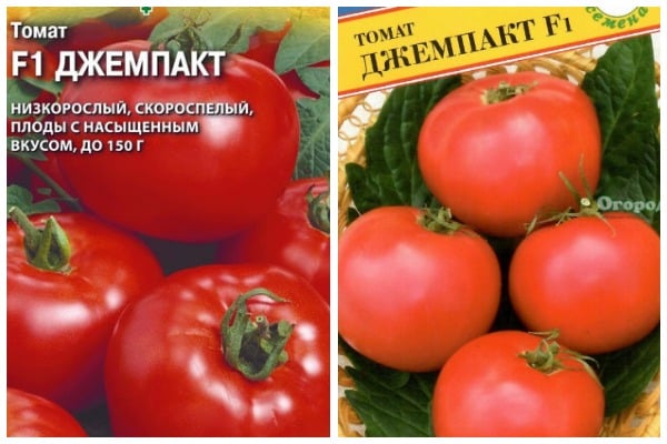 graines de tomates djempakt