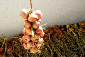 Bagaimana cara menyimpan bawang dengan betul setelah menggali di rumah di sebuah apartmen supaya ia tidak hilang?