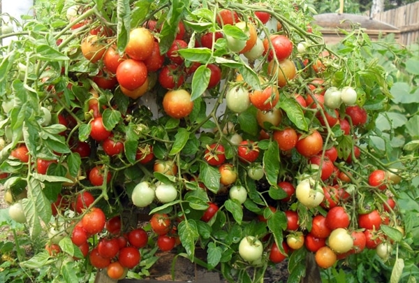 Mascotte de tomates