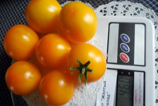 aspect de la marmelade de tomate jaune